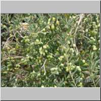 091 Olivenstrauch Pantelleria.JPG